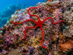 Ophioderma squamosissimum Roter Karibik-Schlangenstern (Selten)